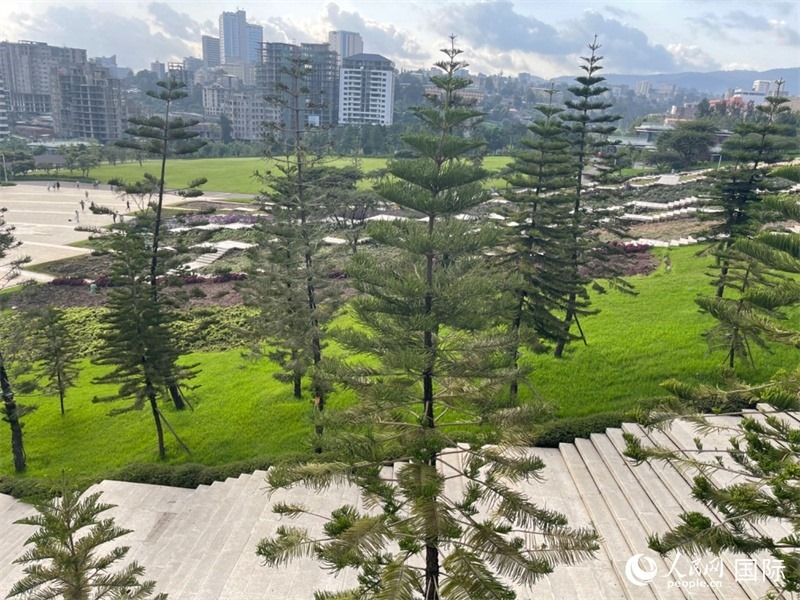 亞的斯亞貝巴友誼廣場(chǎng)的南洋杉。人民網(wǎng)記者 趙艷紅攝