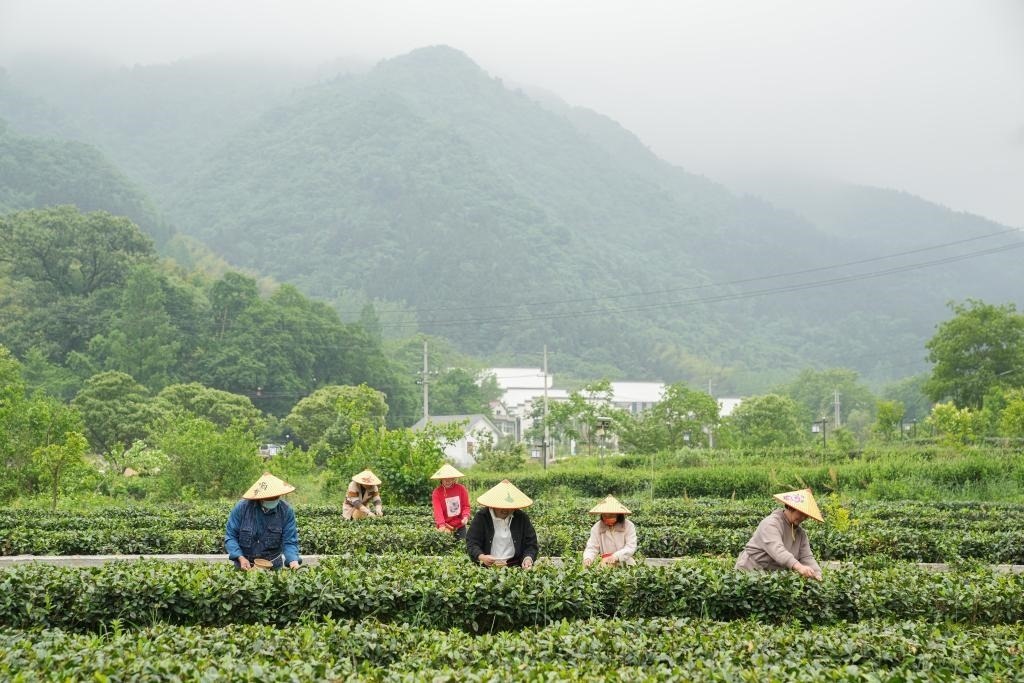 2022年5月11日，村民在大灣村生態(tài)茶園內(nèi)采摘茶葉。新華社記者杜宇攝