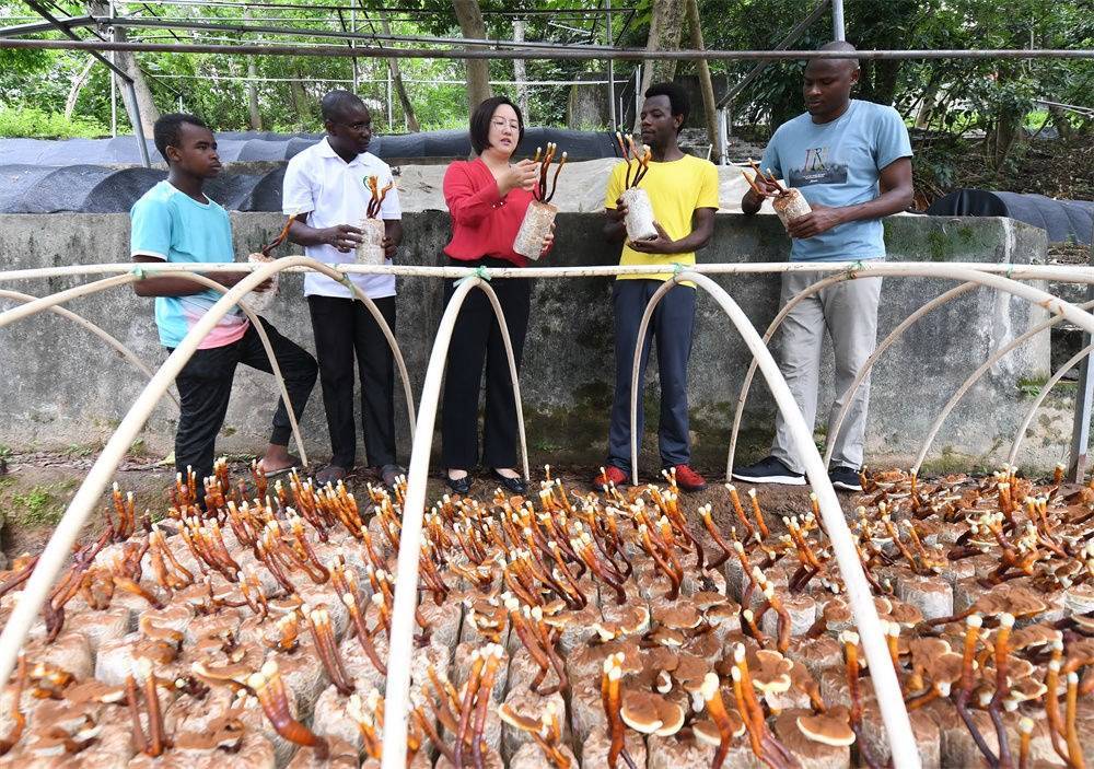 2021年8月12日，福建農(nóng)林大學(xué)國家菌草工程技術(shù)研究中心副主任林冬梅（中）為非洲留學(xué)生講解菌草鹿角靈芝的栽培情況。新華社記者 林善傳 攝