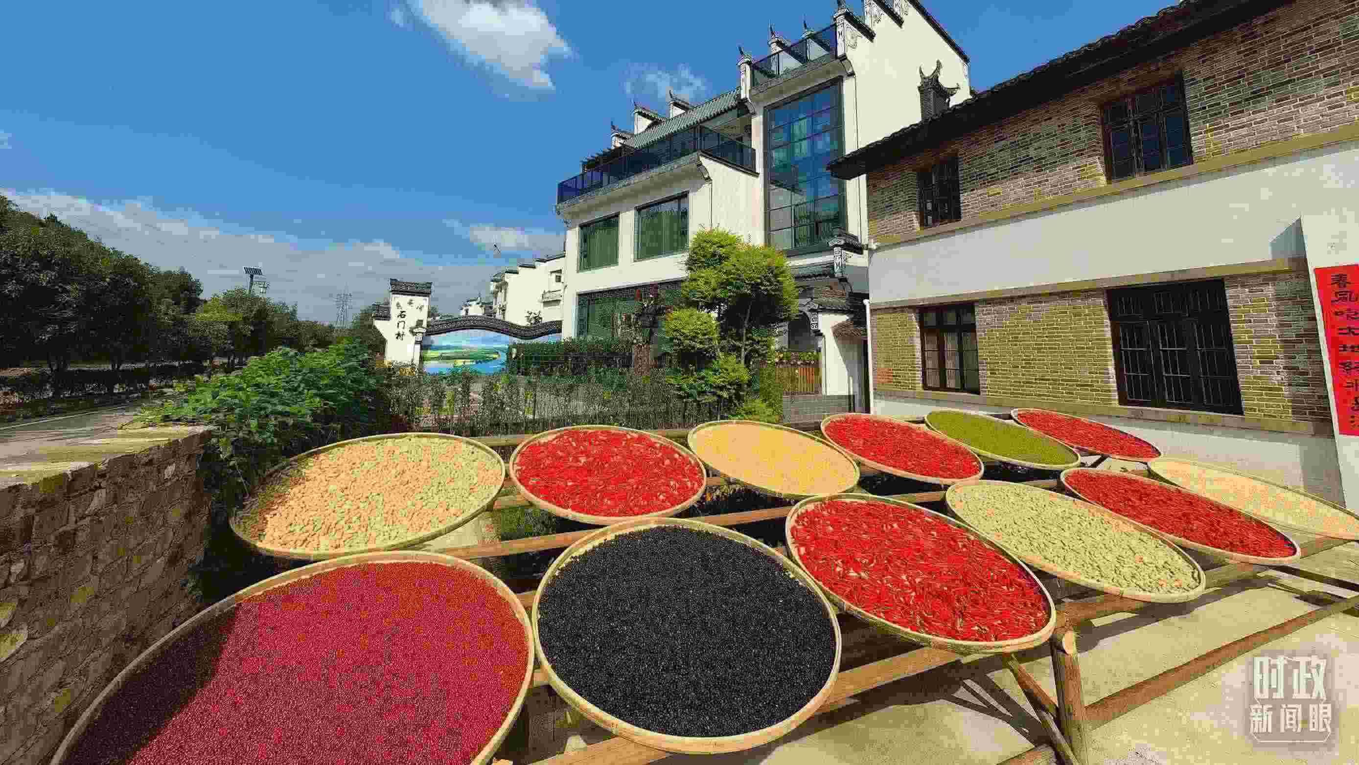 △曬秋農(nóng)俗成為婺源鄉(xiāng)村的一道美麗風景。（總臺央視記者段德文拍攝）