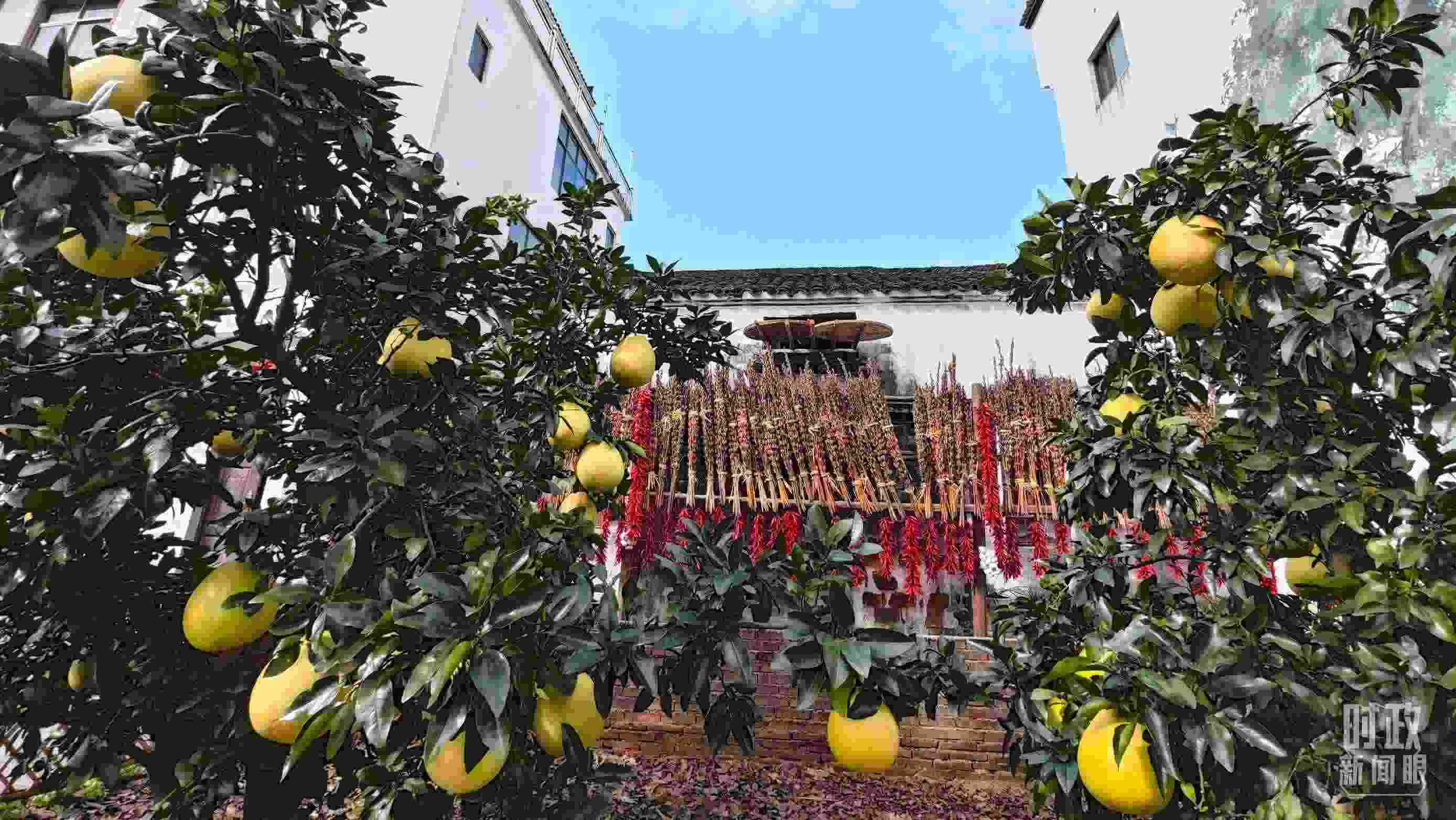 △石門村農(nóng)家小院里碩果累累。（總臺央視記者許永松拍攝）