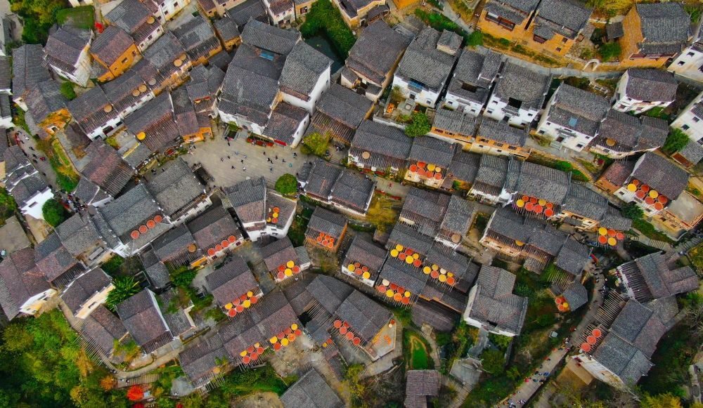 這是婺源縣江灣鎮(zhèn)篁嶺村的曬秋景象（2019年11月7日攝）。