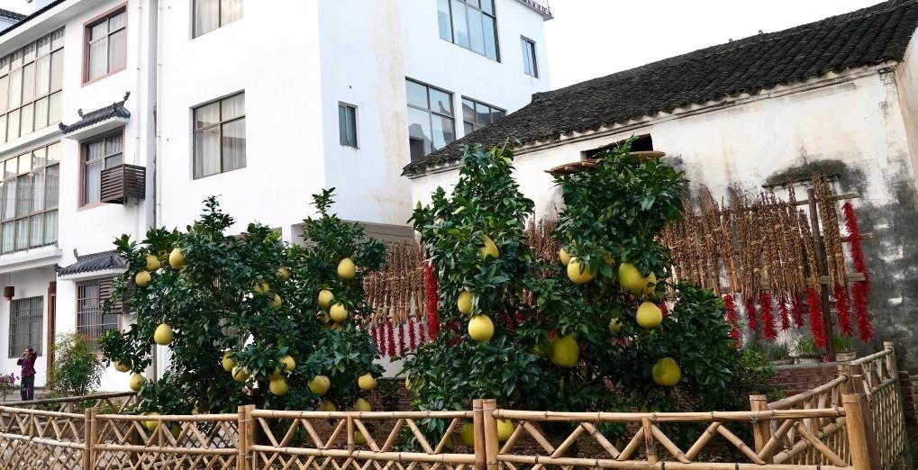 近日在江西省上饒市婺源縣秋口鎮(zhèn)王村石門自然村拍攝的馬家柚。新華社記者 胡晨歡 攝