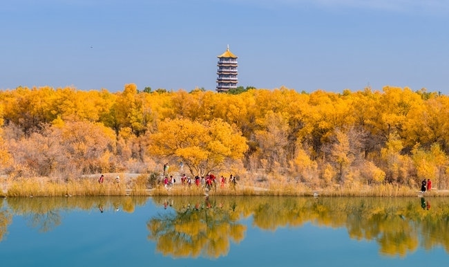 胡楊林金碧耀眼。蘭州局集團(tuán)公司融媒體中心供圖