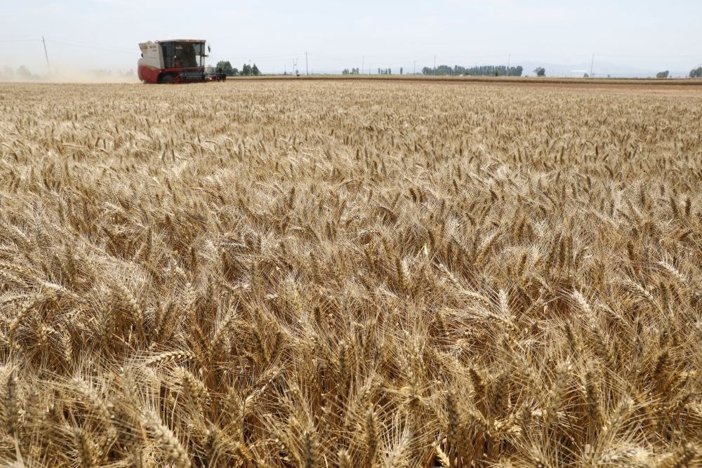  河南省焦作市溫縣黃河街道張王莊村村民駕駛收割機(jī)在田間收獲小麥（2023年6月6日攝）。新華社發(fā)（徐宏星 攝）