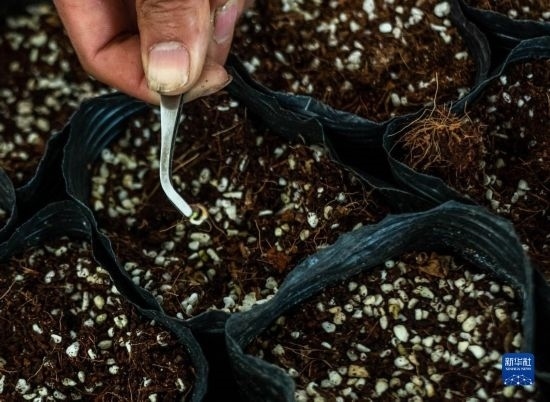 云南錦科花卉工程研究中心里已經(jīng)發(fā)芽的太空種子（4月3日攝）。