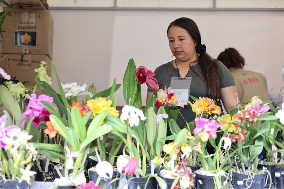 9月14日至17日，哥倫比亞首都波哥大舉辦蘭花展。