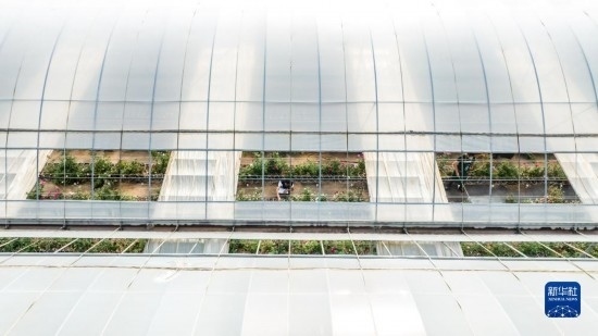 云南省安寧市現(xiàn)代農(nóng)業(yè)園區(qū)玫瑰種植示范園一景（無人機(jī)照片，10月20日攝）。