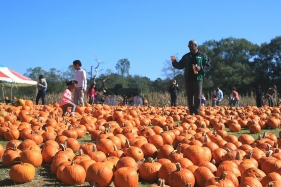  2020年10月31日，在美國新奧爾良市，人們在南瓜農(nóng)場里玩耍。新華社發(fā)（魏蘭攝）