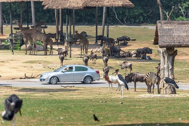 長隆野生動物世界園區(qū)內(nèi)，各類動物生活在一起。鄧泳怡 攝