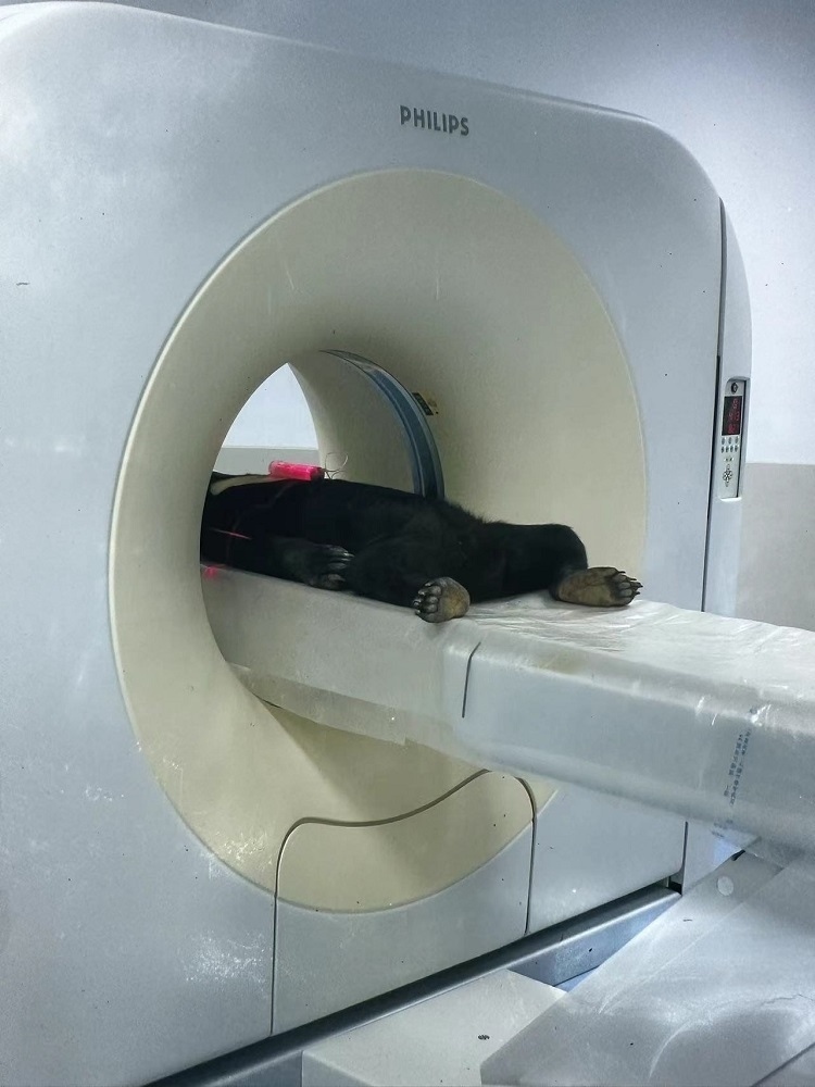 長隆野生動物世界的動物醫(yī)院內(nèi)，馬來熊在做核磁共振檢查。人民網(wǎng)記者 李舫攝