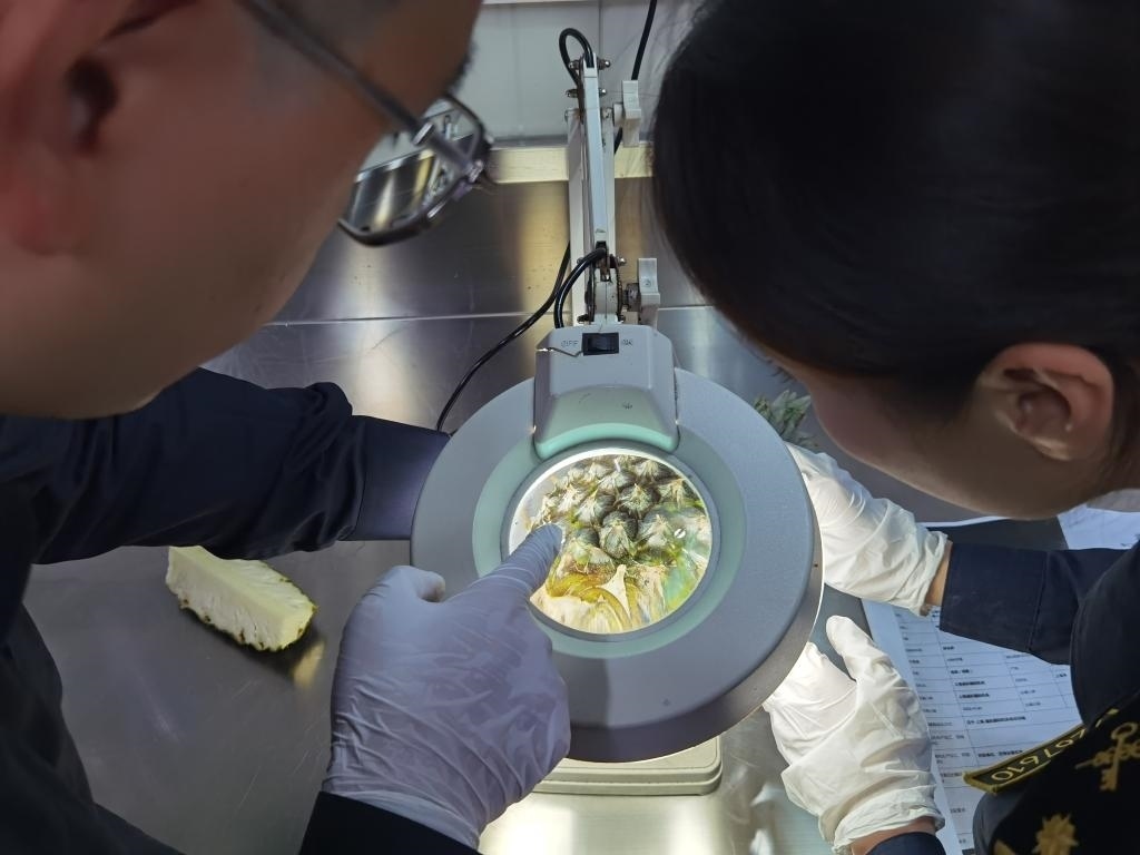 11月3日，上海海關(guān)關(guān)員對(duì)首批入境中國、參展第六屆進(jìn)博會(huì)的貝寧菠蘿進(jìn)行檢驗(yàn)檢疫。新華社記者 吳宇 攝