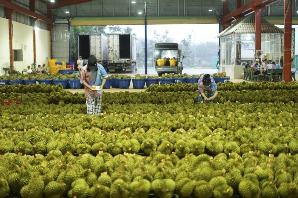 2023年9月15日，在越南多樂省一家榴蓮加工廠，工人在給即將出口到中國的榴蓮包裝貼牌。隨著《區(qū)域全面經(jīng)濟伙伴關(guān)系協(xié)定》紅利釋放，中國—東盟貿(mào)易規(guī)模進一步擴大。越來越多東盟國家的優(yōu)質(zhì)水果便捷地進入中國市場，走上消費者的餐桌。