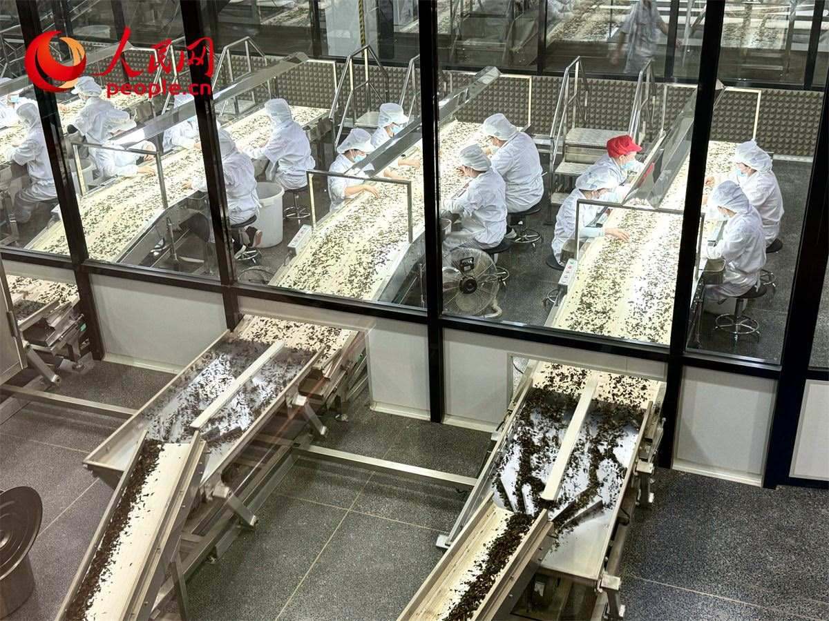 工人在對茶葉進行目視揀剔。人民網記者 劉微攝