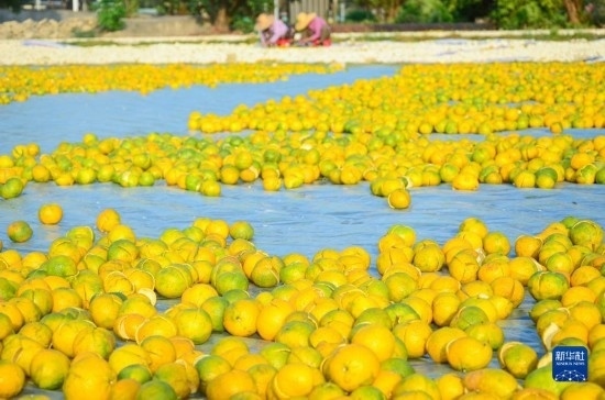 11月25日在廣東省江門市新會區(qū)拍攝的在空地上晾曬的新會柑皮。