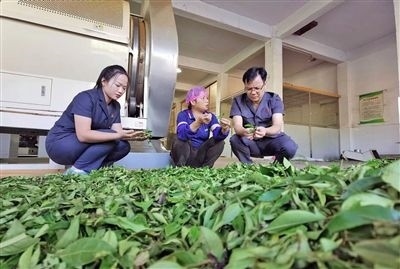  圖③：蒼梧法院六堡法庭法官深入茶企了解企業(yè)生產(chǎn)經(jīng)營(yíng)情況。