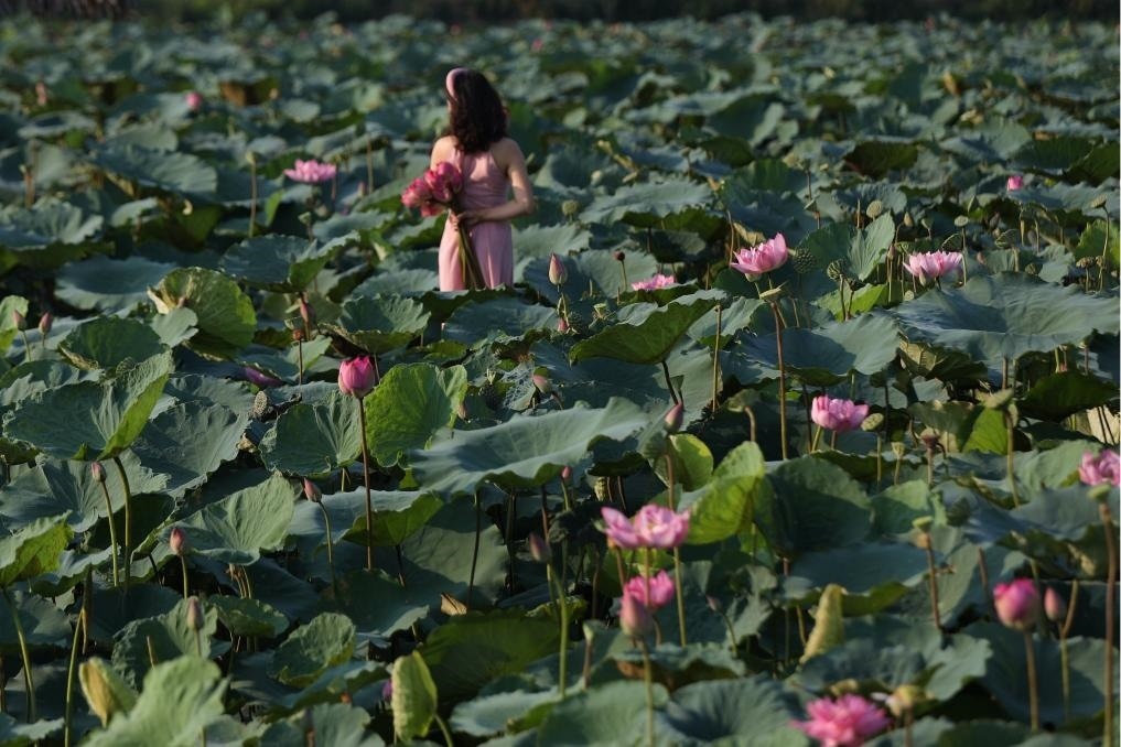 這是2020年7月15日，一名女子在越南首都河內(nèi)西湖畔的荷花叢中留影。