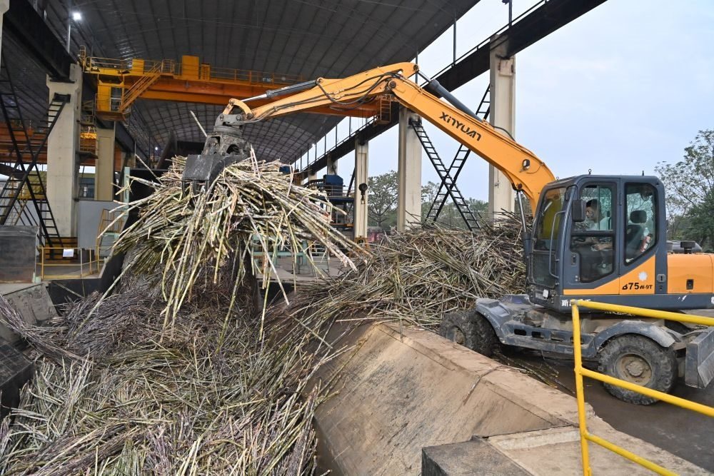 12月14日，在廣西來賓東糖鳳凰有限公司，員工操作機(jī)械將甘蔗投入傳送帶，準(zhǔn)備送往壓榨車間。