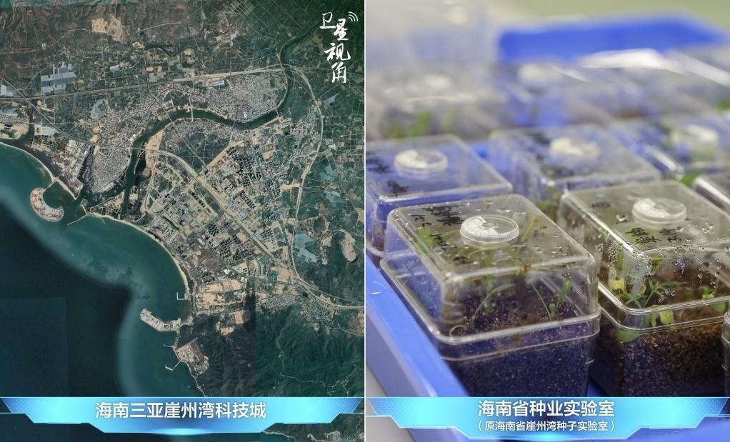 位于三亞崖州灣科技城的海南省種業(yè)實驗室（原海南省崖州灣種子實驗室）將形成輻射全國和“一帶一路”沿線國家的種子科學技術創(chuàng)新中心。