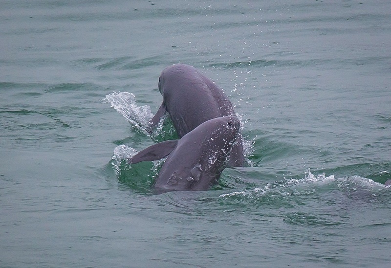 2021年5月10日，在湖北省宜昌市江邊，長江江豚在水中嬉戲。