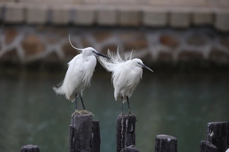 筼筜湖白鷺。人民網(wǎng)記者 陳博 攝
