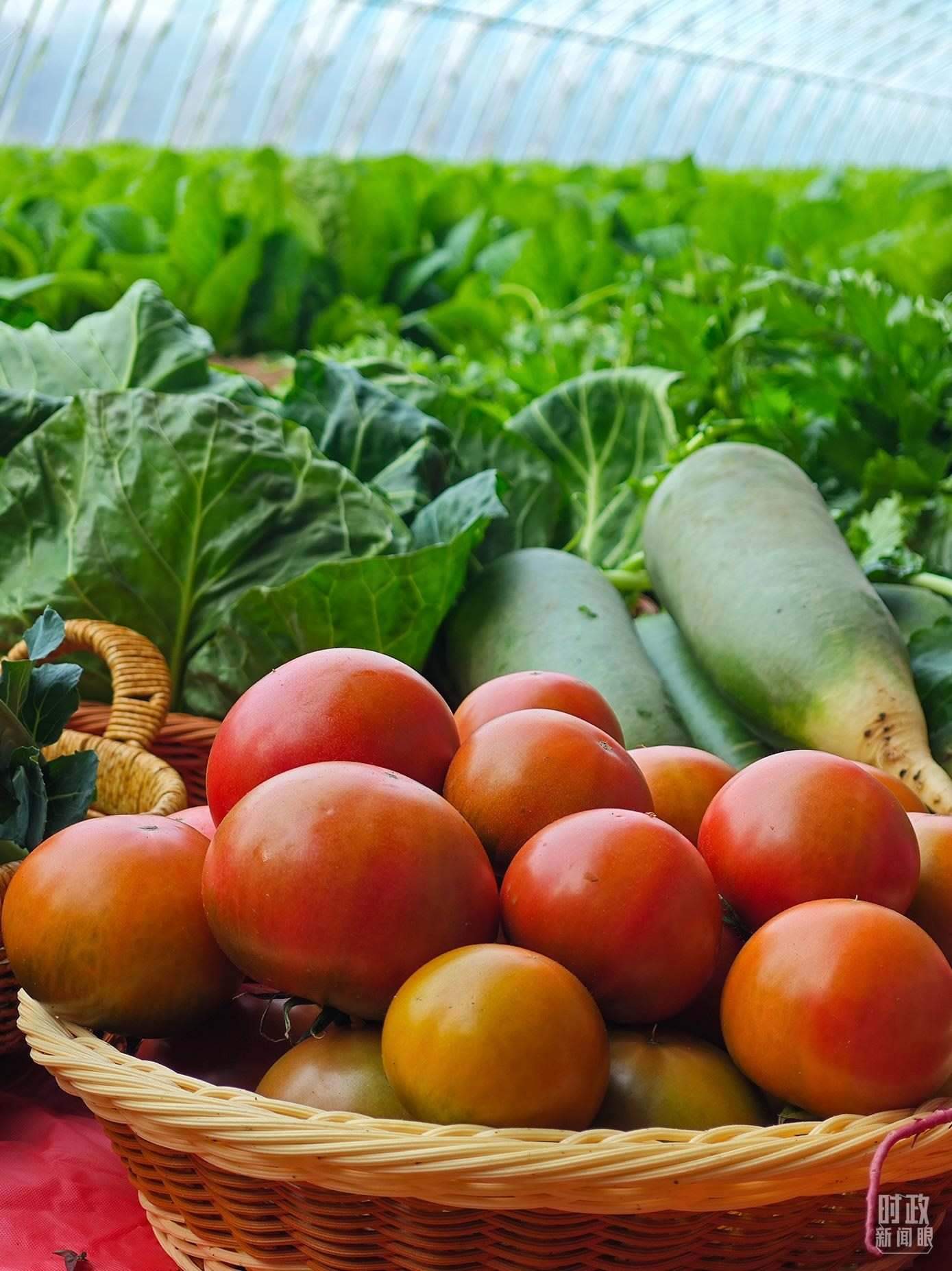 △第六埠村蔬菜大棚，蔬菜收獲頗豐。（總臺央視記者彭漢明拍攝）