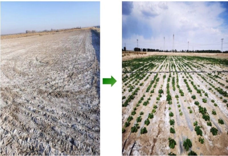 鹽堿地成良田。黃花農(nóng)場供圖