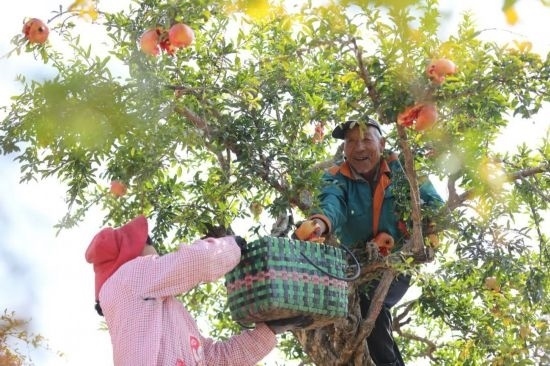 紅彤彤的石榴掛滿枝頭，農(nóng)戶們穿梭在林中采摘，享受著豐收的喜悅。