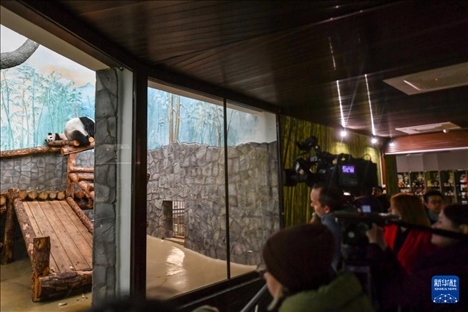 3月8日，人們在俄羅斯莫斯科動物園觀看大熊貓“喀秋莎”（左）和媽媽“丁丁”。新華社記者 曹陽 攝