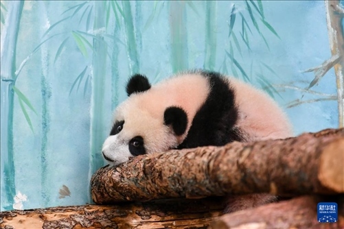 這是3月8日在俄羅斯莫斯科動物園拍攝的大熊貓“喀秋莎”。新華社記者 曹陽 攝