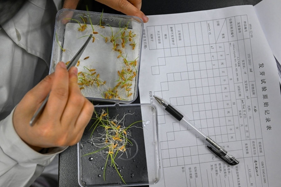 2022年3月23日，在湖南省農(nóng)作物種質(zhì)資源庫(kù)實(shí)驗(yàn)室，檢測(cè)員對(duì)保存的水稻種子進(jìn)行發(fā)芽試驗(yàn)檢測(cè)。