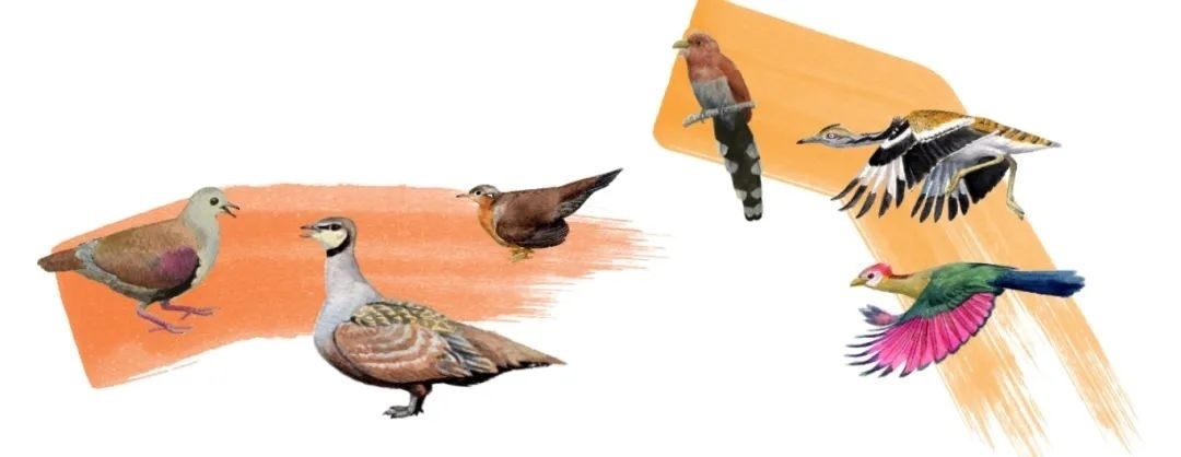 鴿鴇類。浙江大學供圖