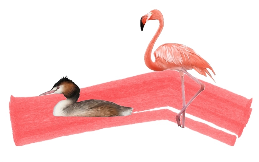 奇跡鳥類（火烈鳥總目）。浙江大學供圖