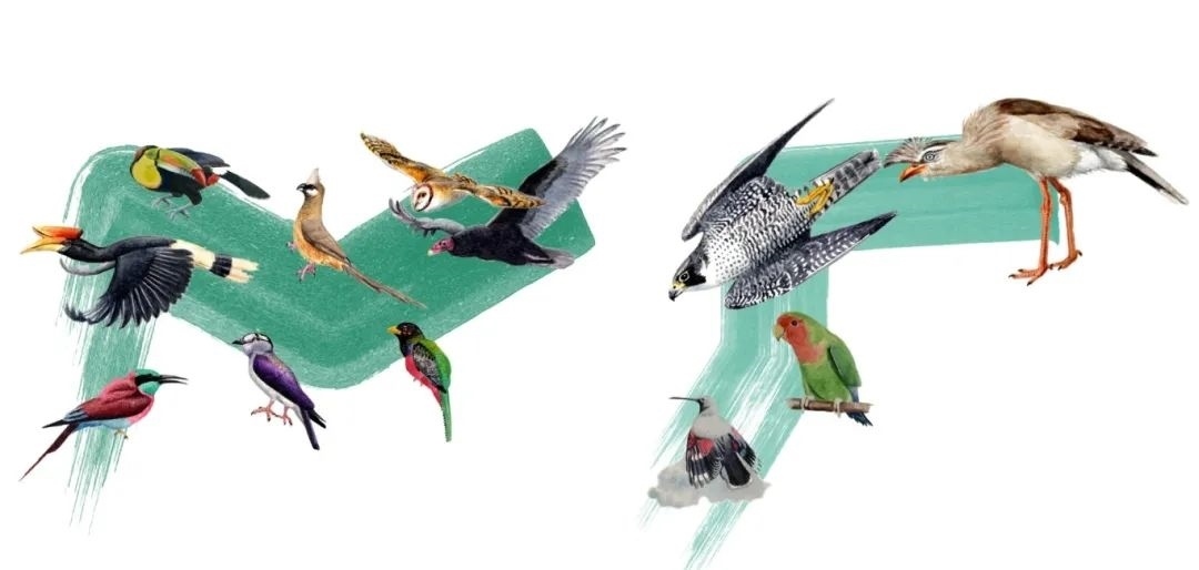 陸鳥類。浙江大學供圖