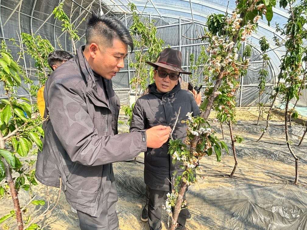 山東援藏小組及技術(shù)人員在大棚查看果蔬長勢。（受訪者供圖）