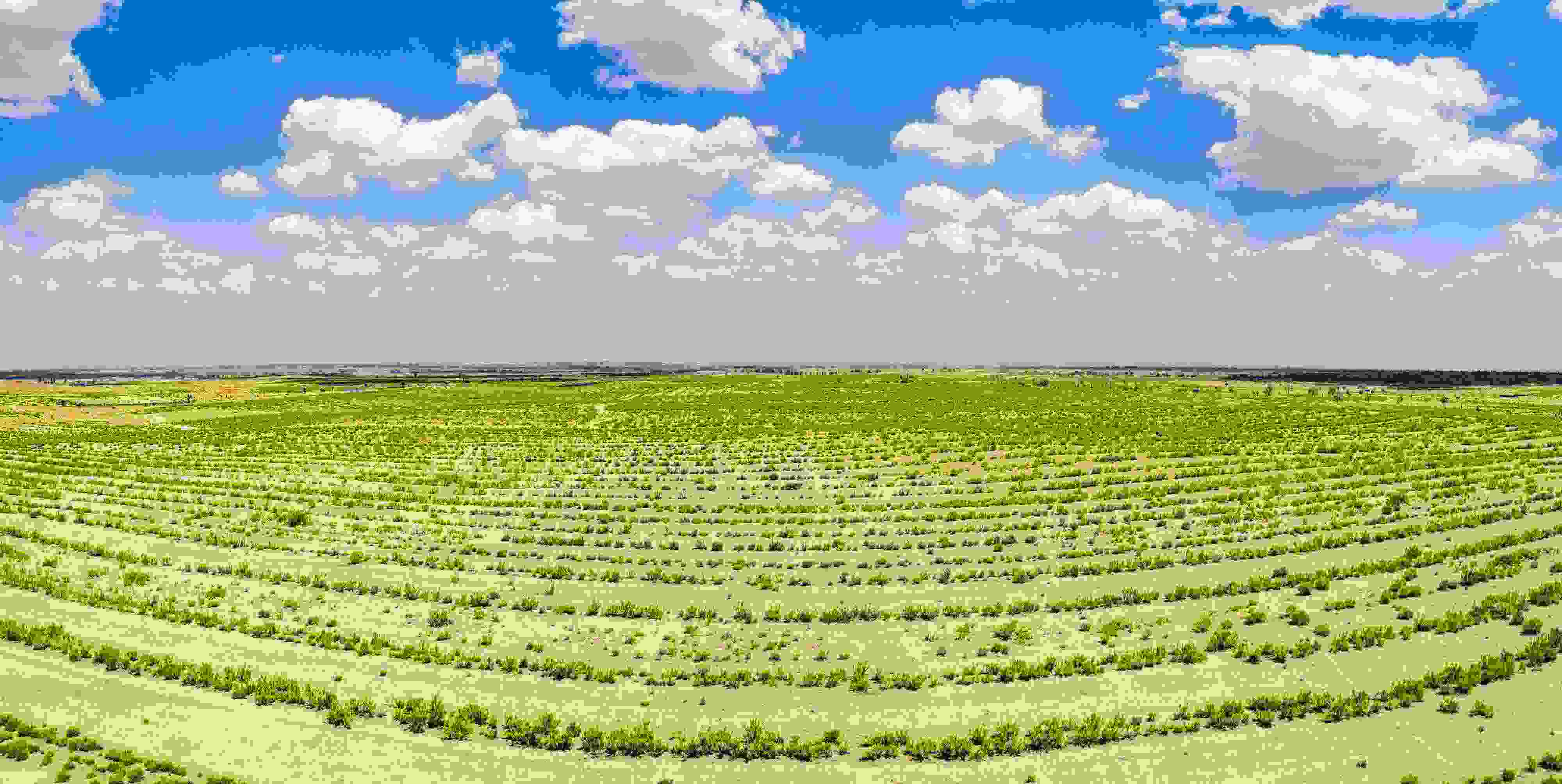 2023年6月7日，內(nèi)蒙古鄂爾多斯，毛烏素沙漠。