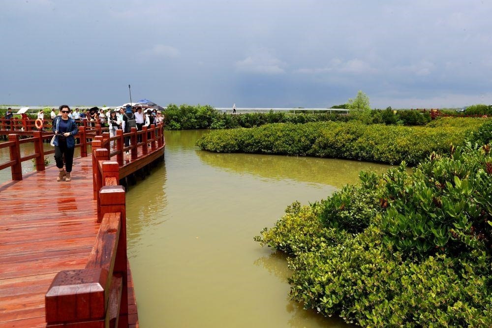 △2023年6月13日，人們?cè)趶V東湛江市麻章區(qū)金牛島觀賞紅樹林。