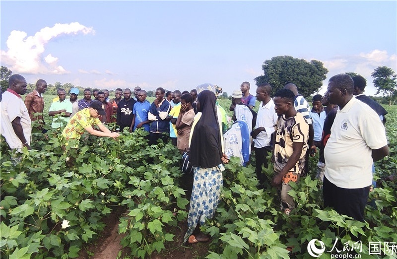 當地棉農紛紛向中國專家學習技術。人民網記者 黃培昭攝