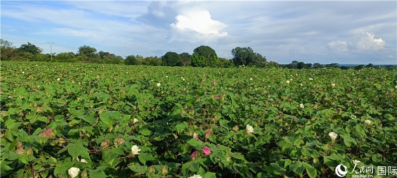中國技術培養(yǎng)的當地棉花田。人民網記者 黃培昭攝