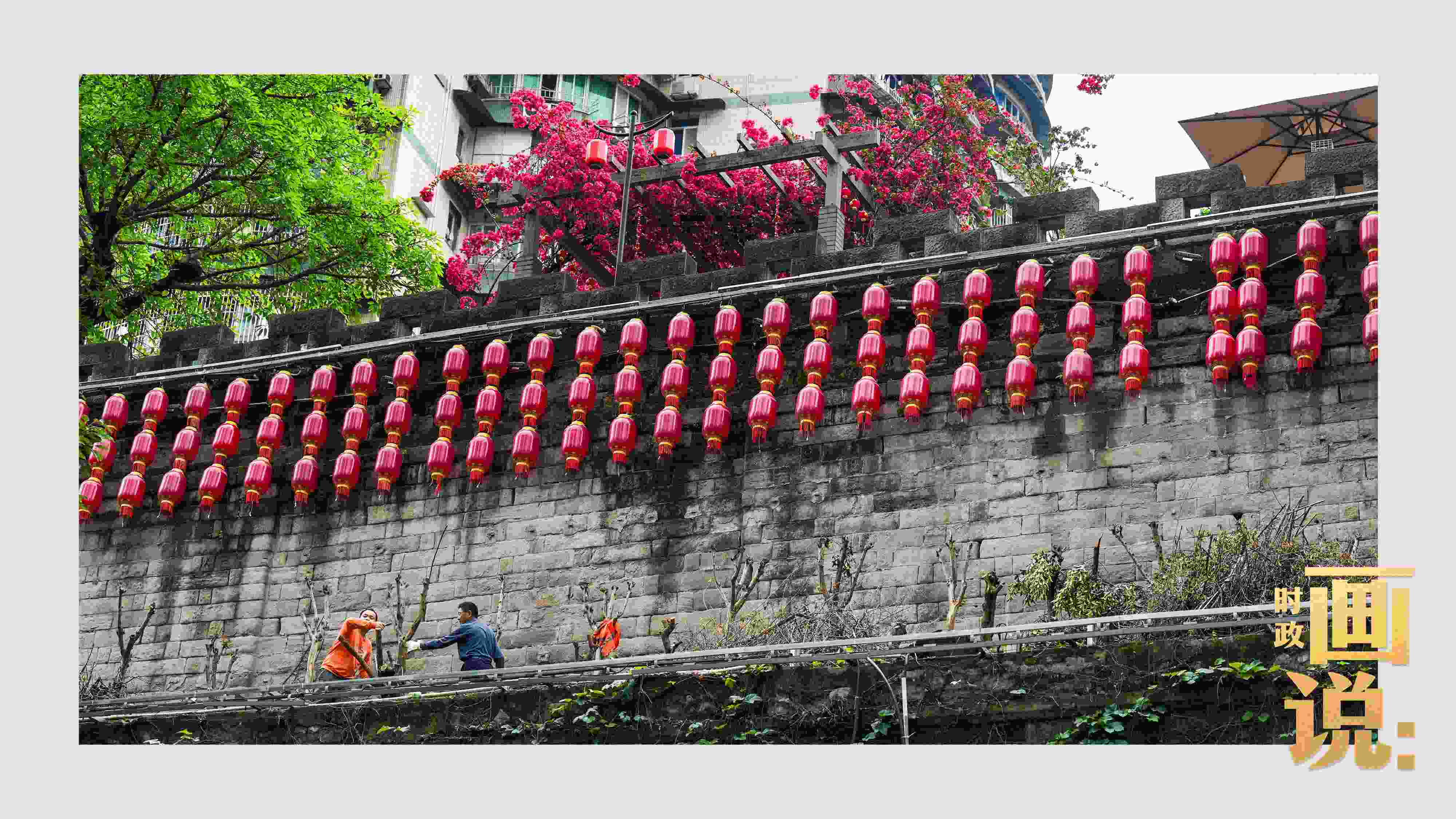 △盛放的三角梅下，園林工人修剪著古老通遠門城墻上的一抹新綠。