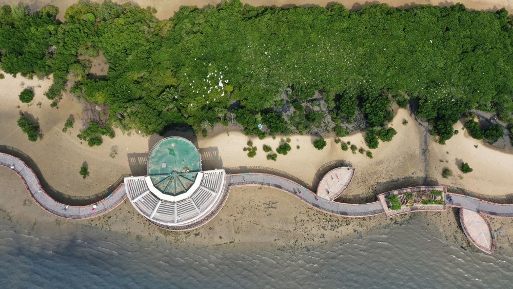 俯瞰廣東湛江市區(qū)海邊的紅樹林（2023年5月25日攝，無人機(jī)照片）。