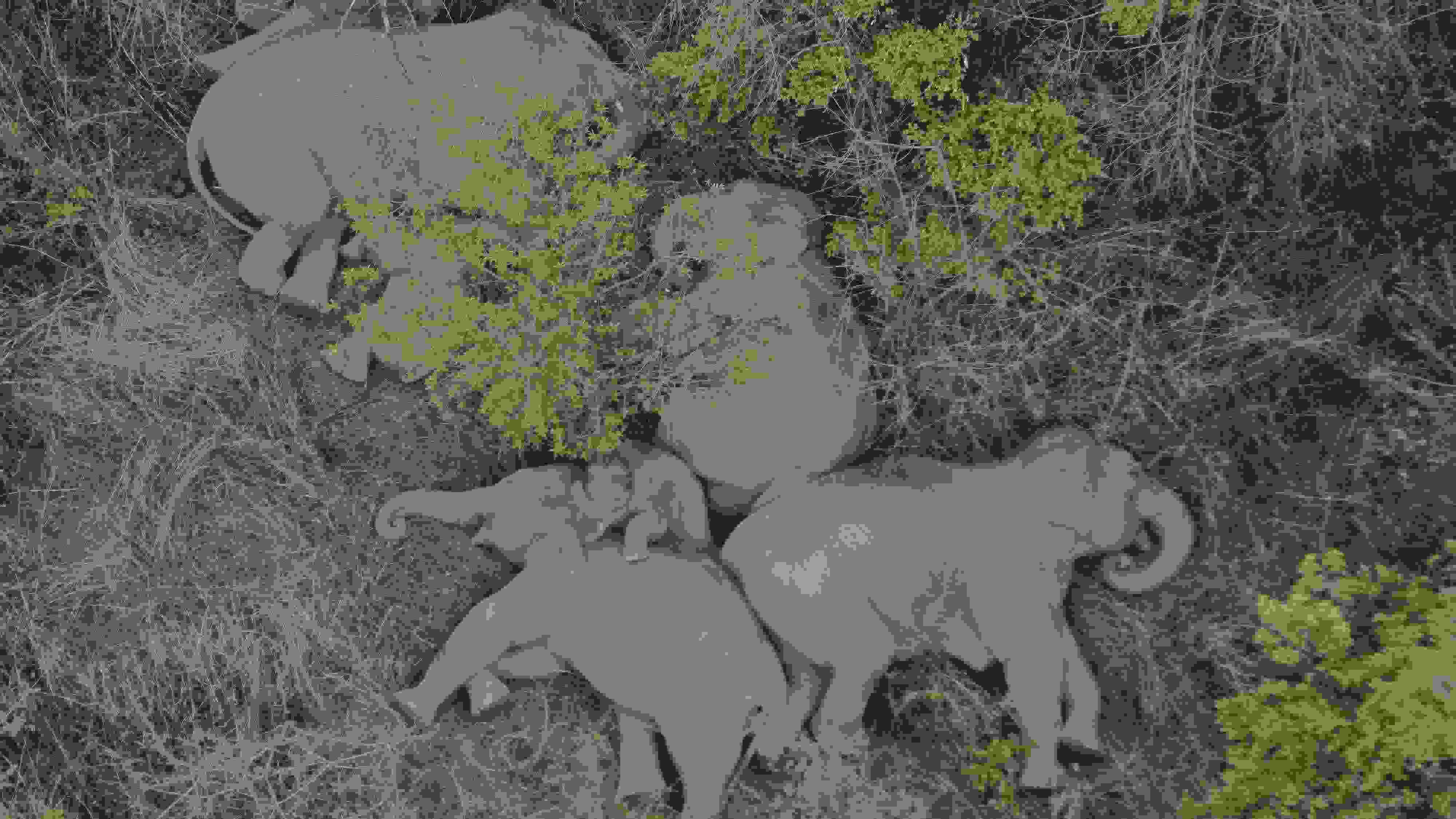 2021年6月7日，航拍顯示亞洲象群在云南省昆明市晉寧區(qū)夕陽鄉(xiāng)山林地里睡覺休息。