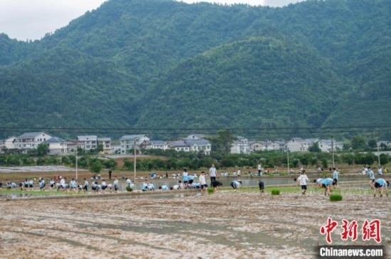圖為5月21日，綏陽(yáng)縣旺草中學(xué)學(xué)生在旺草萬(wàn)畝大壩體驗(yàn)插秧。唐哲 攝