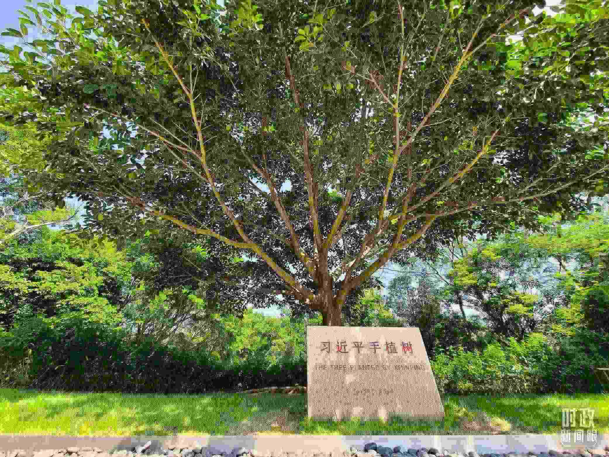 習(xí)近平2012年在深圳蓮花山公園種下的高山榕樹(shù)已枝繁葉茂。（總臺(tái)央視記者趙化拍攝）