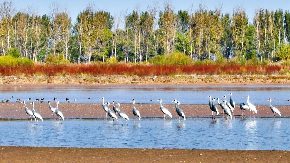 在山東黃河三角洲國(guó)家級(jí)自然保護(hù)區(qū)拍攝的白枕鶴（2022年10月18日攝）。新華社發(fā)（楊斌 攝）