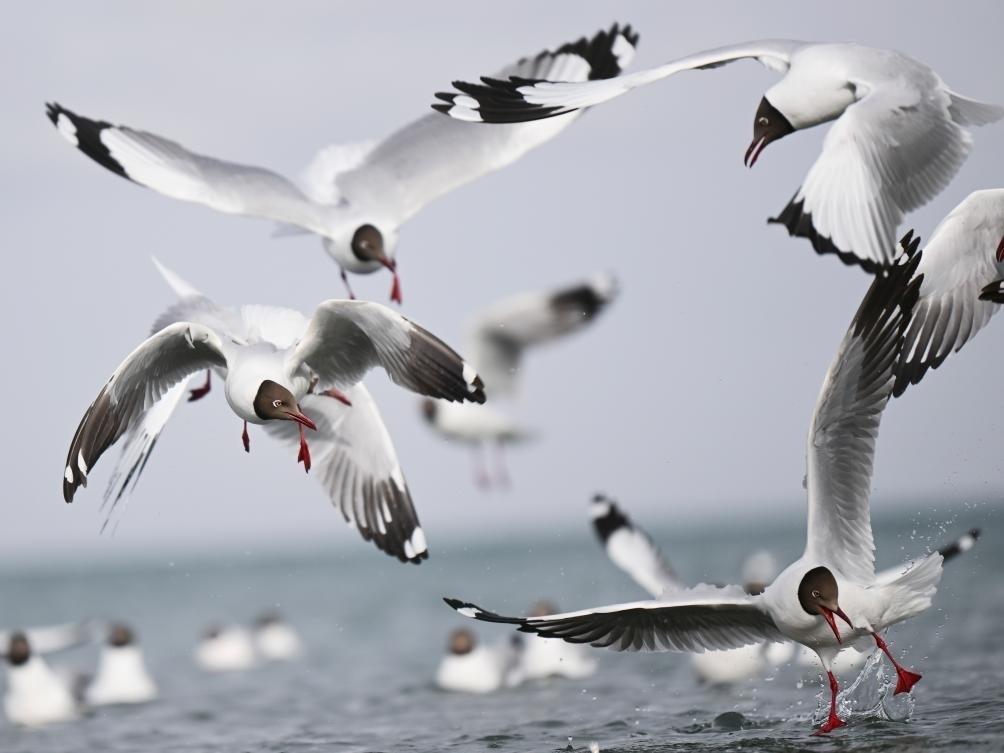 這是2023年4月13日在青海湖拍攝的棕頭鷗。新華社記者 張龍 攝