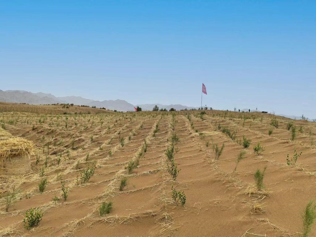 內(nèi)蒙古巴彥淖爾市杭錦后旗治沙新品種沙木蓼和四翅濱藜苗木示范區(qū)。新華社記者 李云平 攝