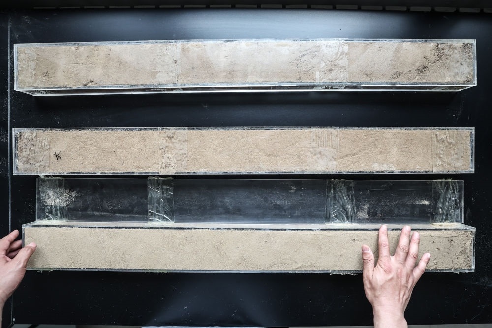 “草根博士”呂林有在遼寧省農(nóng)業(yè)科學(xué)院沙地治理與利用研究所章古臺基地實(shí)驗(yàn)室整理提取的沙地土壤剖面樣本（2024年5月30日攝）。新華社記者 潘昱龍 攝