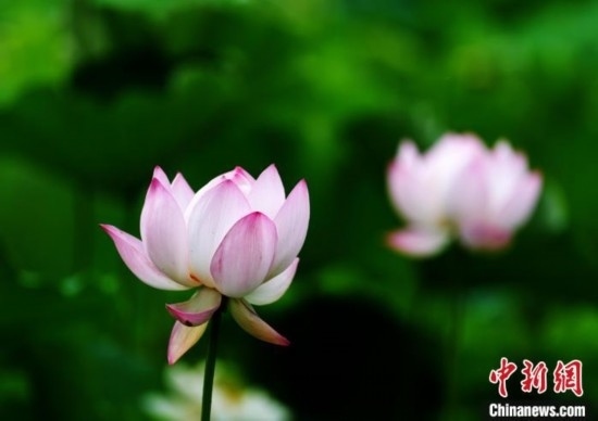 6月19日，時值一年畢業(yè)季，四川大學(xué)望江校區(qū)荷花池里的荷花盛開，成為了畢業(yè)生們的打卡圣地，吸引了眾多畢業(yè)生拍照留念。圖為盛開的荷花。中新社記者 安源 攝