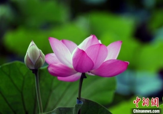 6月19日，時值一年畢業(yè)季，四川大學(xué)望江校區(qū)荷花池里的荷花盛開，成為了畢業(yè)生們的打卡圣地，吸引了眾多畢業(yè)生拍照留念。圖為盛開的荷花。中新社記者 安源 攝